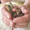 Baby chicks in persons hands