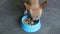 Baby chihuahua dog eating food