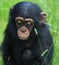 Baby chimp