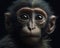 Baby chimpanzee head shot on a dark background