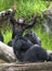 Baby Chimpanzee looking up