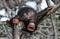 A baby chimpanzee on mangrove branches. Republic of the Congo. Conkouati-Douli Reserve.