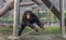 Baby Chimpanzee playing with an attached rope