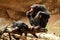 Baby chimpanzee playing next to mother