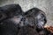 Baby chimpanzee sleeping at his mother chest
