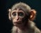 Baby chimpanzee studio head shot on a dark background