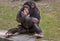 A baby Chimpanzee at a zoo in Kolkata. Chimps are considered most intelligent primates.