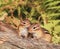 baby chipmunk pictures