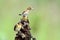 Baby Cisticola juncidis bird waiting for food from its mother