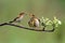 Baby Cisticola juncidis bird waiting for food from its mother