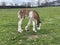 Baby Clydesdale Grazing in Pasture