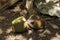 Baby coati tearing coconut in forest