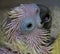 Baby cockatoo face with pin feathers