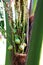 Baby coconut on coconut tree .image background