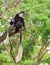 Baby colobus monkey with its mom