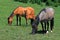 Baby Colt Mustang with mother / mare Wild Horse