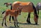 Baby Colt Mustang with mother / mare Wild Horse