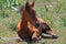 Baby Colt Mustang Wild Horse