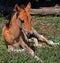 Baby Colt Mustang Wild Horse