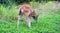 Baby Columbian Black-tailed Deer grazing on meadow.