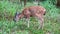 Baby Columbian Black-tailed Deer grazing on meadow.