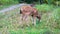 Baby Columbian Black-tailed Deer grazing on meadow.