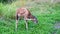 Baby Columbian Black-tailed Deer posing on meadow.