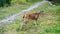 Baby Columbian Black-tailed Deer posing on meadow.