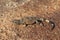 Baby Common Chuckwalla Lizard Sauromalus ater on granite