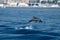 Baby common dolphin jumping outside the harbor