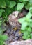 Baby common kestrel hiding on the ground