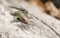 A baby Common Lizard Lacerta Zootoca vivipara eating an insect that it has just caught.