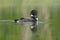 Baby Common Loon (Gavia immer) peering out from un