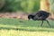 Baby Common moorhen wading bird Gallinula chloropus has large feet