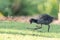 Baby Common moorhen wading bird Gallinula chloropus has large feet