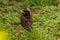 Baby common myna bird