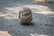 Baby of common scops owl Otus scops