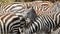 Baby common zebras surrounded by the herd