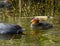 Baby cootlings looking to be fed water grass and reeds by their parents in the pond.