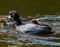 Baby cootlings looking to be fed water grass and reeds by their parents in the pond.