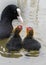 Baby coots being fed on the Ornamental Pond, Southampton Common
