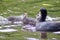 Baby coots with their mother