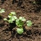 Baby coriander sprouts