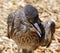 Baby cormorant