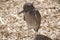 Baby cormorant .The bird family Phalacrocoracidae