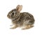 Baby cottontail bunny rabbit