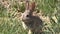 Baby Cottontail Eating Grass