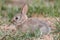 Baby Cottontail Rabbit Eating
