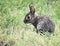 Baby Cottontail Rabbit enjoying the green green grass of my home