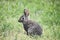 Baby Cottontail Rabbit enjoying the green green grass of my home